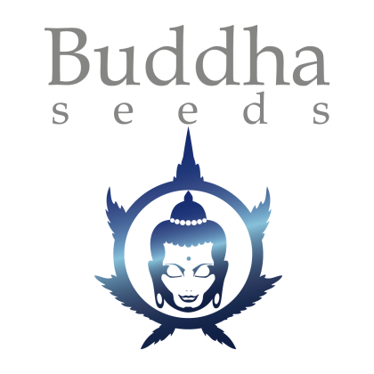 Buddha seeds